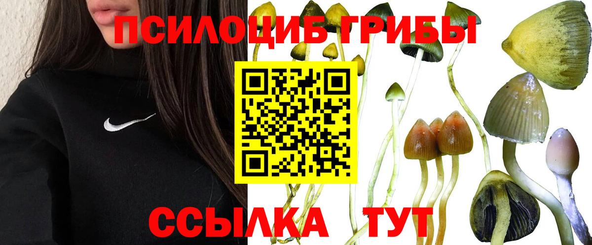 Кострома  Галлюциногенные грибы Psilocybine cubensis  Вход с VPN 